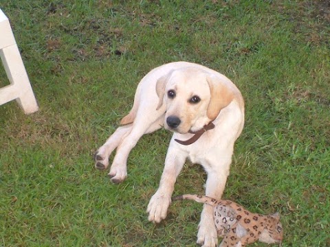 Gigilandia Pensione per cani