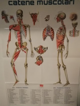 FISIOMED BELLUSCO - OSTEOPATIA, MASSOTERAPIA, KINESIOLOGIA e TECARTERAPIA