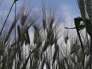 La Spiga Azienda Agricola ¨La Valle¨