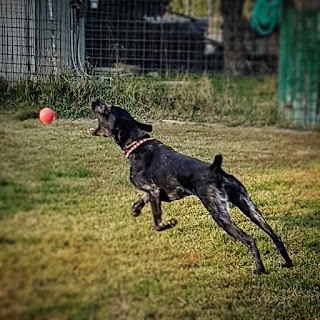 VISMARA CENTRO CINOFILO . PENSIONE E ADDESTRAMENTO CANI A RAVENNA. RICEVIAMO SOLO PER APPUNTAMENTO.