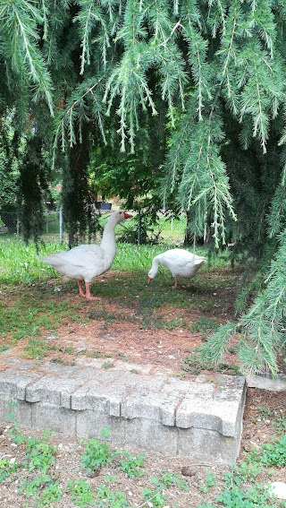 Oasis Garden