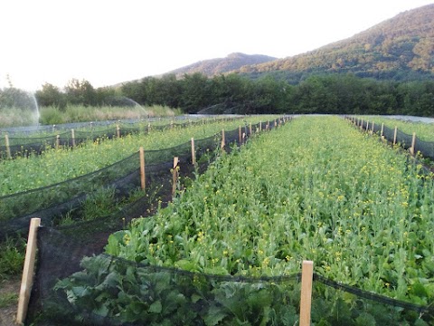 La Chiocciola di Campagna Allevamento e Vendita di Chiocciole da Gastronomia Vive o Confezionate