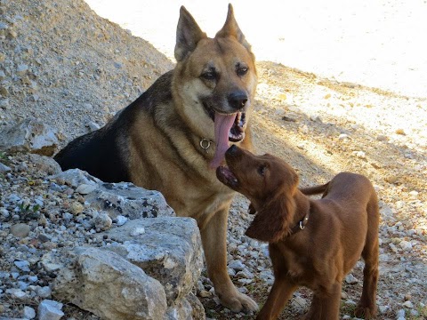 Ambulatorio Veterinario Zarcone - Bagheria