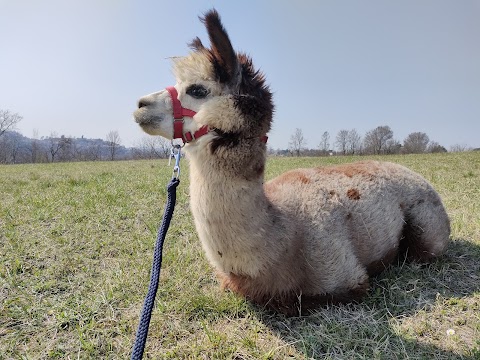 AeAlpaca