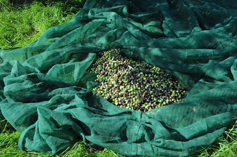 Azienda agricola Milazzo - Oleificio, shop prodotti tipici siciliani