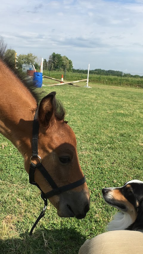 Centro Equestre La Luna Nuova Asd