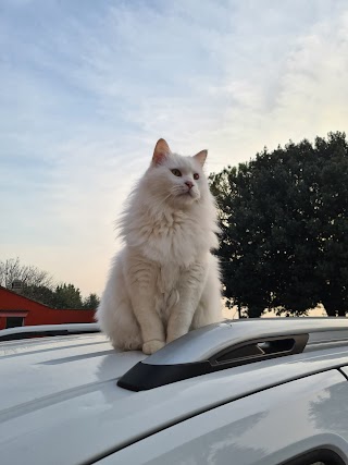 Ambulatorio Veterinario Associato Dott. F. Pirazzini e Dott.ssa M. Serenari