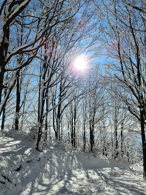 Prato All'Albero