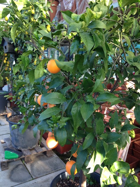 Azienda Agricola Chimini Nicola