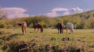 Scuola equestre Epona asd