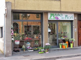 Asso Dei Fiori