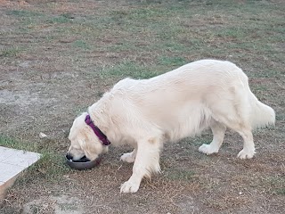 VISMARA CENTRO CINOFILO . PENSIONE E ADDESTRAMENTO CANI A RAVENNA. RICEVIAMO SOLO PER APPUNTAMENTO.