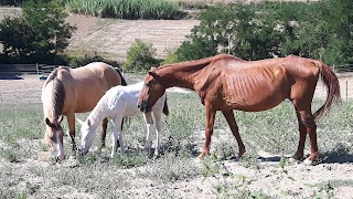 Azienda Agricola Il Branco Cavalli e Natura