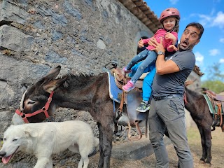 Etna Donkey Trekking