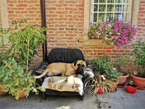 ibridaMente educazione cinofila-asilo-addestramento cani-pensione