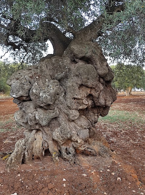 Millenari di Puglia