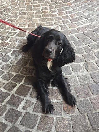 Centro medico veterinario Dr. Frediani Vittorio