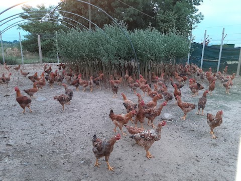 Azienda Agricola La Canarina