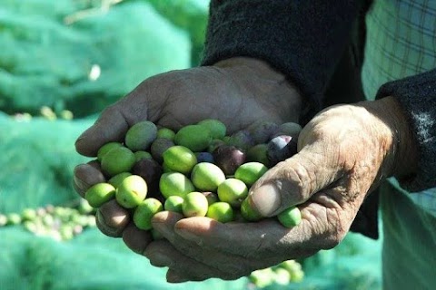 Azienda agricola Milazzo - Oleificio, shop prodotti tipici siciliani