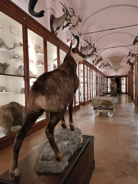 Musei Civici di Reggio Emilia