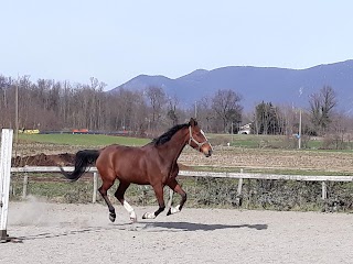 scuderia montinsella