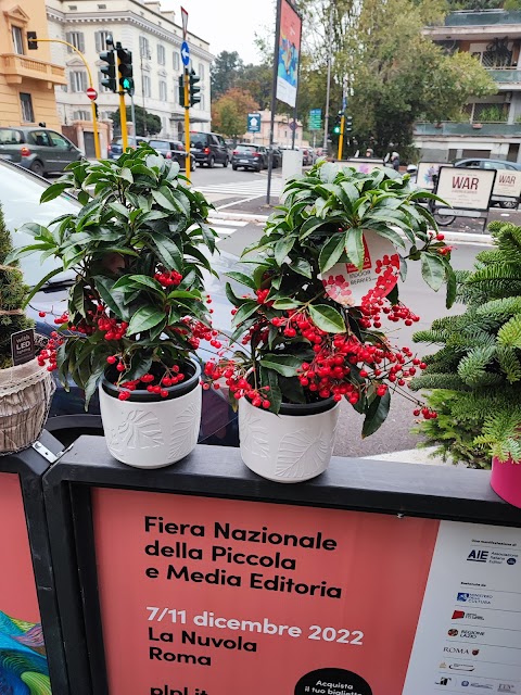 Piante e fiori di Nino - Piazza Santiago del Cile