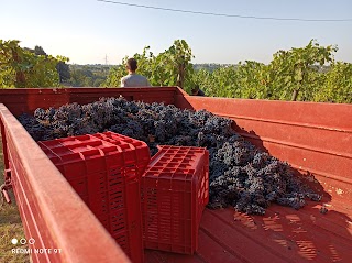 Azienda Agricola Tommaso Cei