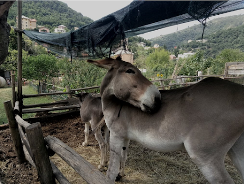 Fattoria Didattica Il Ciliegio