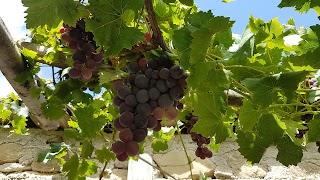 Fattoria Grattazzo Hostaria Azienda Agricola