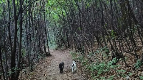 Dog Sitter Como - A spasso nel bosco