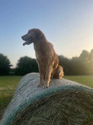 Centro Cinofilo "I Cani del Mulino"