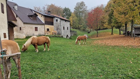 Sentiero Grandi Alberi