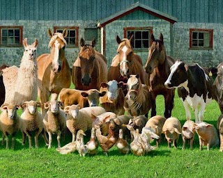 ambulatorio veterinario Dott.ssa Casti Susanna