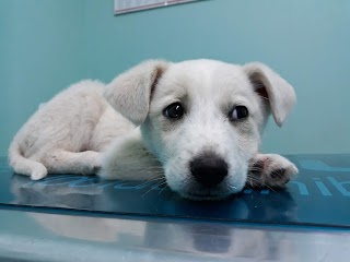 Ambulatorio Veterinario Dott. D'Anelli Felice Angelo