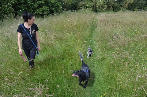 Golden Paws Dog Walking Service