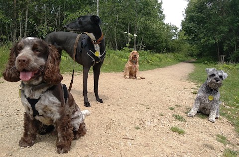 Barks In The Parks Professional dog walker