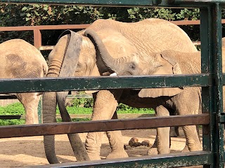 Howletts Wild Animal Park ltd