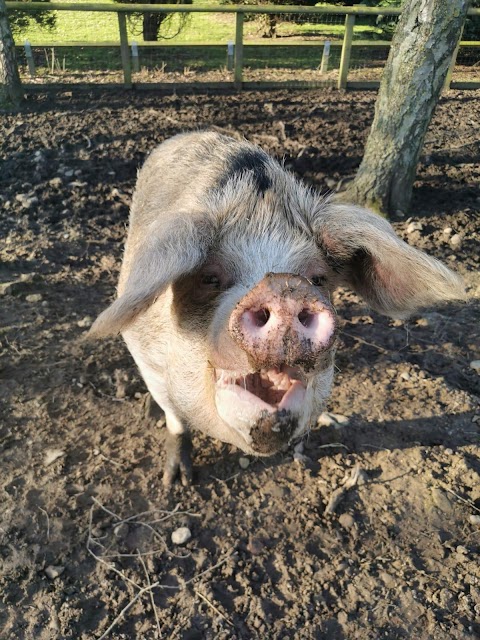 Westpoint Farm Vets, Winchester