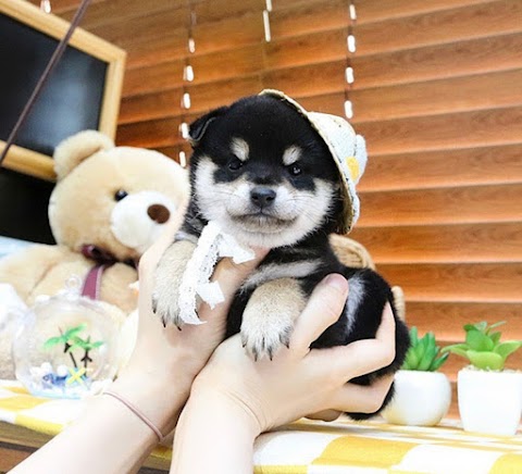 UK Teacup puppy shop