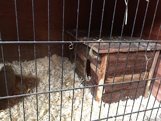 Guinea Pig Hotel