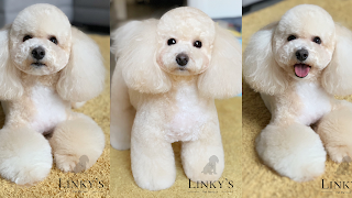 Linky's Pet Parlour