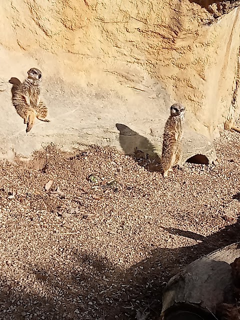 Meerkats