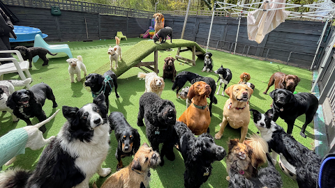 Dogs and Divas Doggy Daycare