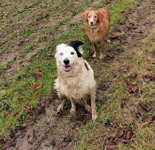 Dog Walk Northampton