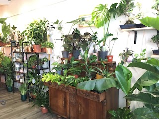 The Plant Collection