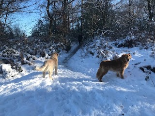 Waggy Walkies Surrey