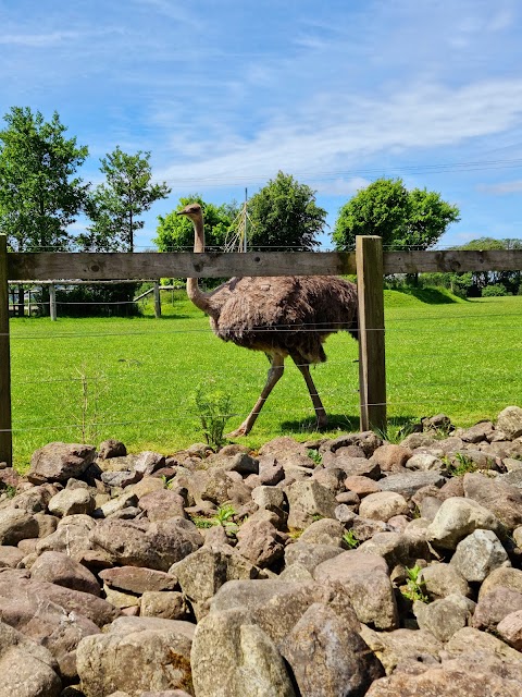 Fota Wildlife Park