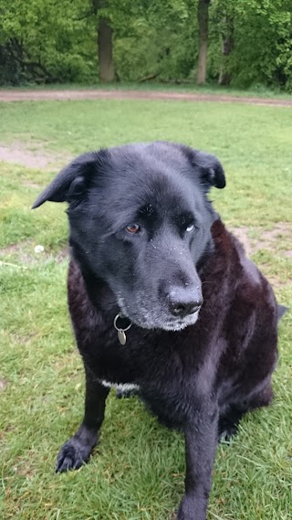 Dandelion Dog Walks