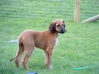 stnicolas-dogwalkers-nuneaton