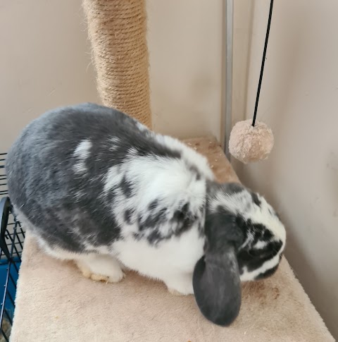 Bebington Boarding for Rabbits and Guinea Pigs